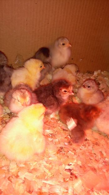  - A DOUA SERIE DE PUI PE 2017