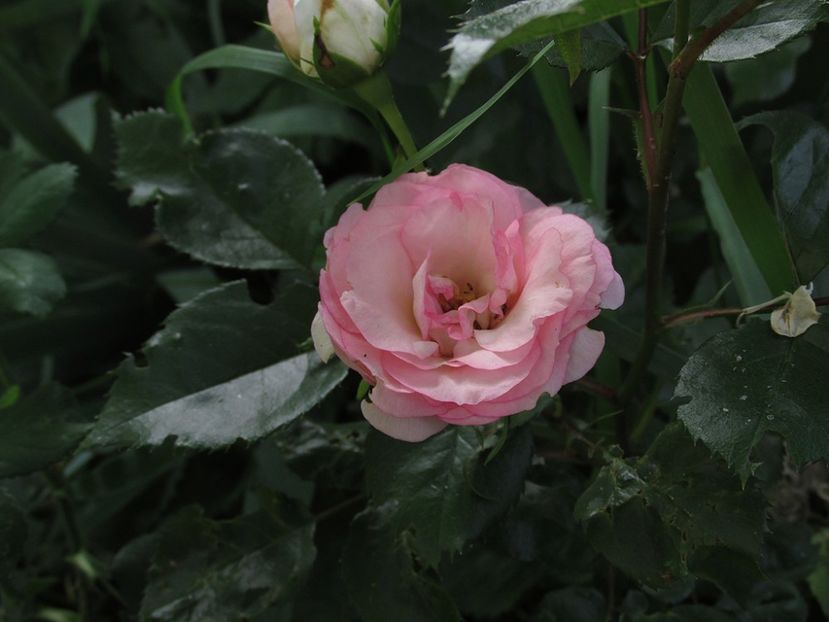 1 iunie 2016 Mini Eden Rose - 2016 - My messy garden