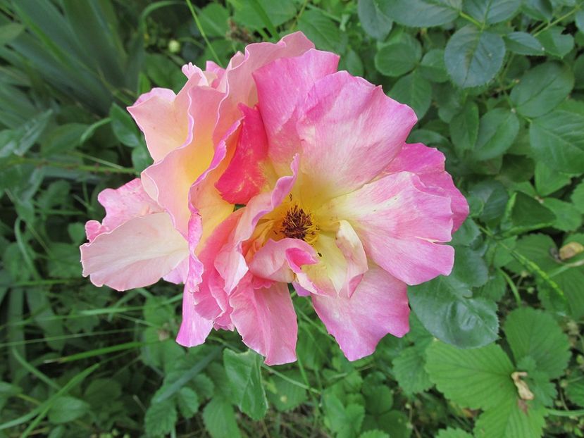 1 iunie 2016 Reveil Dijonnaise - 2016 - My messy garden
