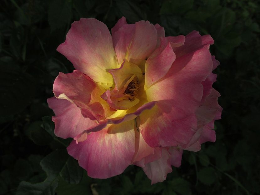 1 iunie 2016 Reveil Dijonnaise1 - 2016 - My messy garden