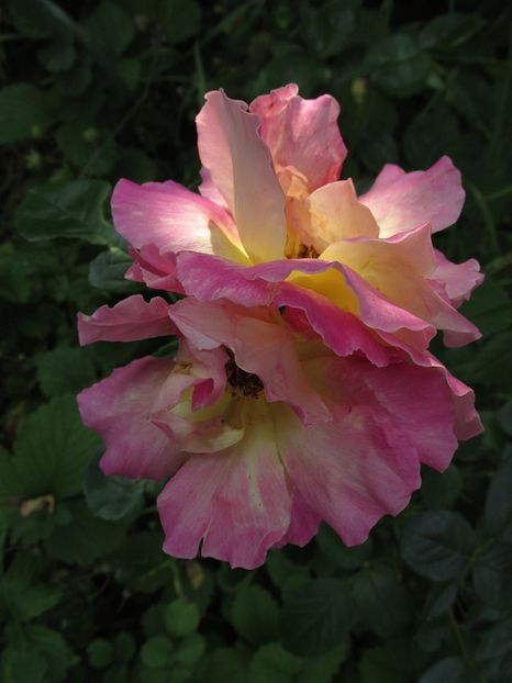 1 iunie 2016 Reveil Dijonnaise2 - 2016 - My messy garden