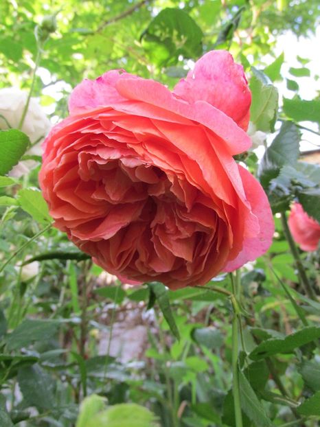 1 iunie 2016 Summer Song - 2016 - My messy garden