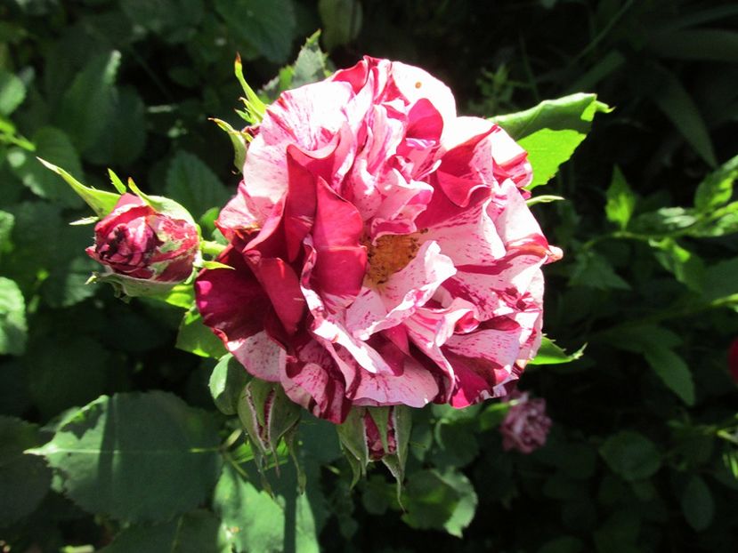 6 iunie 2016 New Imagine - 2016 - My messy garden