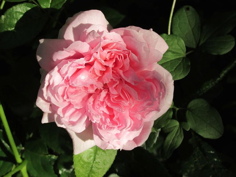 6 iunie 2016 primit in loc de Billet Doux - 2016 - My messy garden