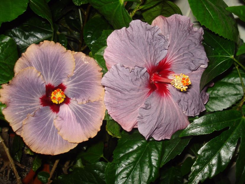 Tah Moody Blue X Confederate Heart disponibil - SEMINTE HIBISCUS