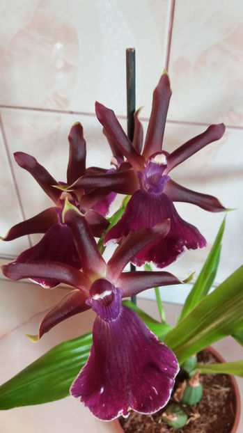 ian 2017 - zygopetalum Rhein Harlekin