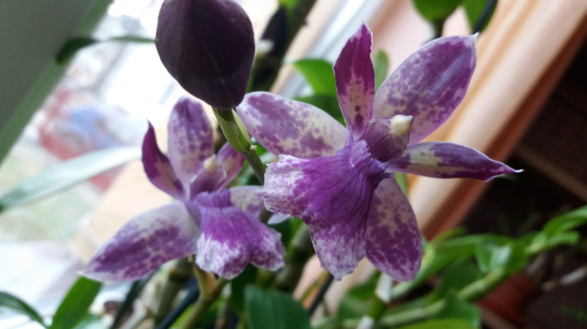 martie 2017 (1) - Zygopetalum albastru