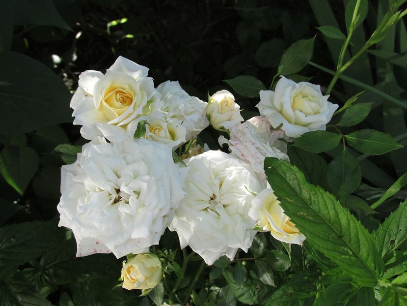 6 iunie 2016 Honeymilk - 2016 - My messy garden