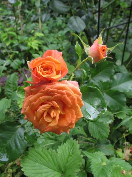 10 iunie 2016 Babe - 2016 - My messy garden