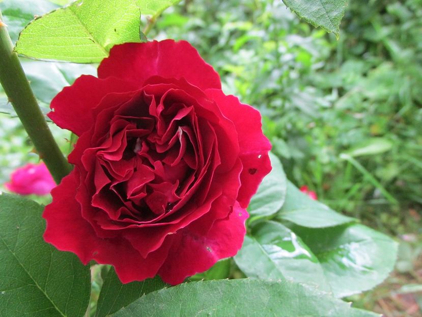 10 iunie 2016 Baron Girod de l\ - 2016 - My messy garden