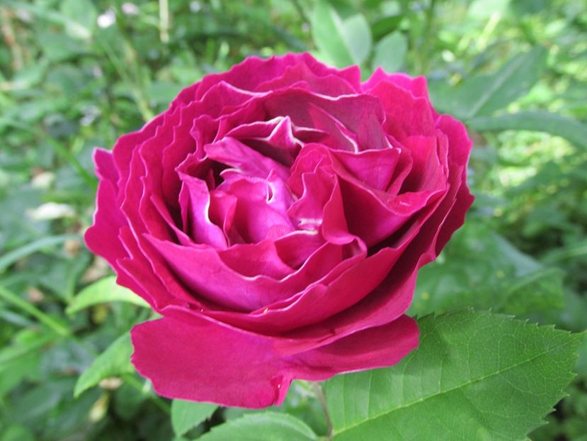 10 iunie 2016 Baron Girod de l\ - 2016 - My messy garden