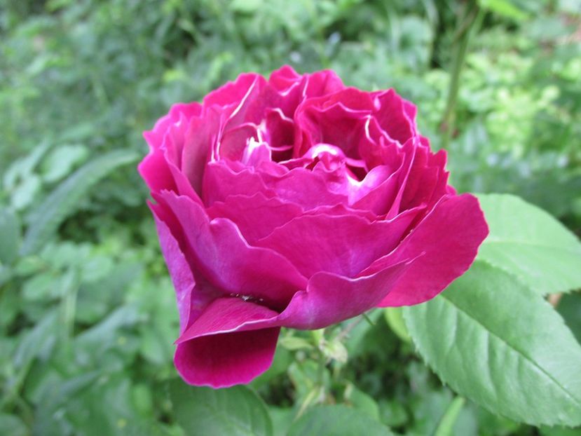 10 iunie 2016 Baron Girod de l\ - 2016 - My messy garden