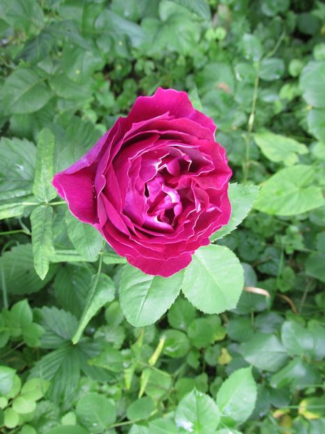 10 iunie 2016 Baron Girod de l\ - 2016 - My messy garden