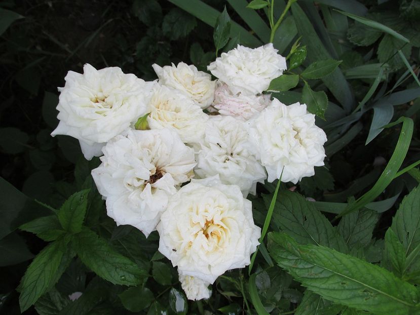 10 iunie 2016 Honeymilk - 2016 - My messy garden