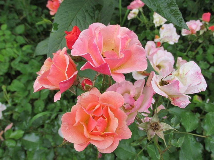 10 iunie 2016 Jazz - 2016 - My messy garden