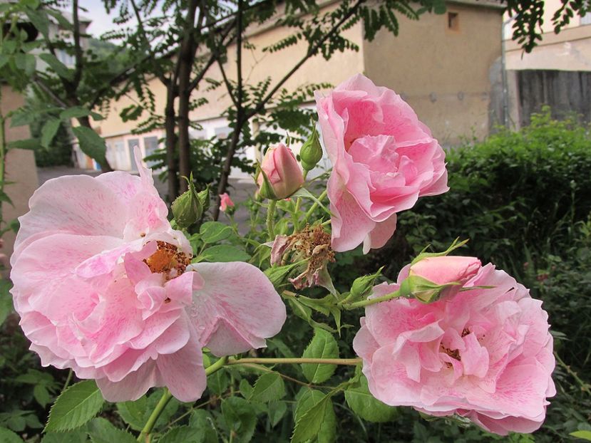 10 iunie 2016 Kir Royal - 2016 - My messy garden