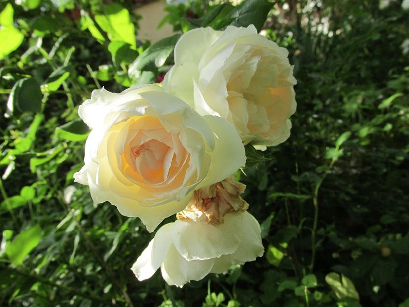 10 iunie 2016 Michelle Morgan - 2016 - My messy garden