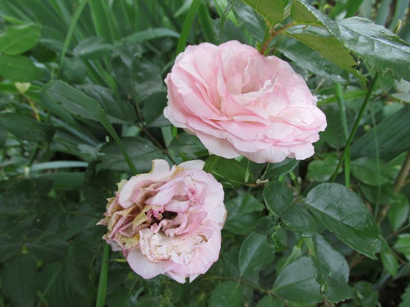 10 iunie 2016 Mini Eden Rose - 2016 - My messy garden