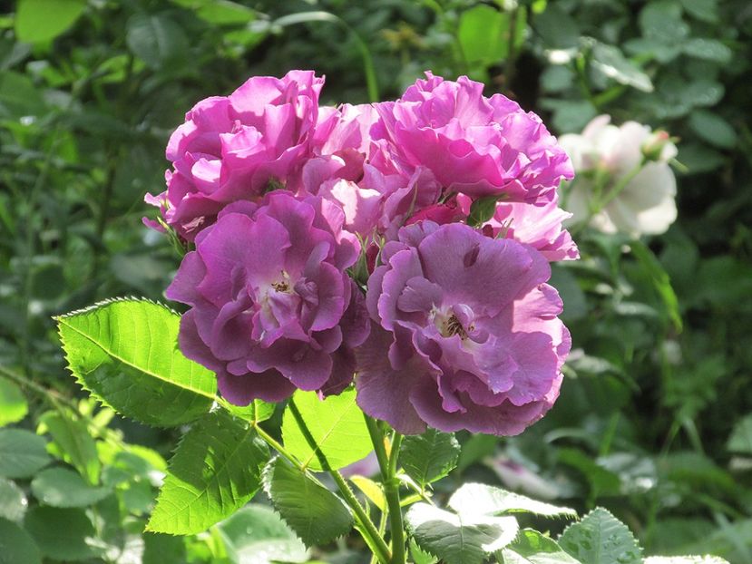 10 iunie 2016 Rhapsody in Blue - 2016 - My messy garden