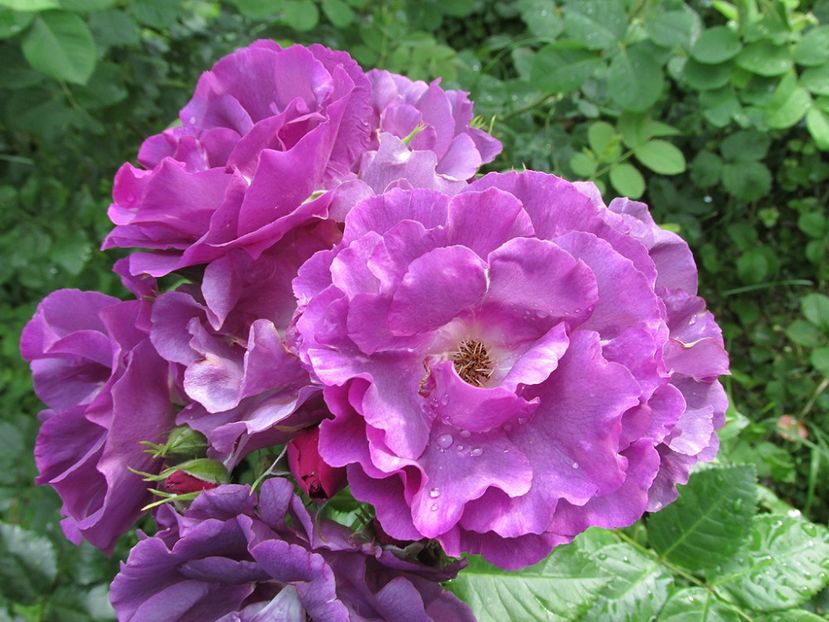 10 iunie 2016 Rhapsody in Blue1 - 2016 - My messy garden