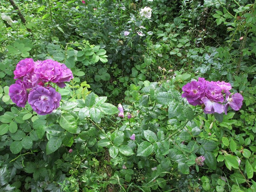 10 iunie 2016 Rhapsody in Blue2 - 2016 - My messy garden