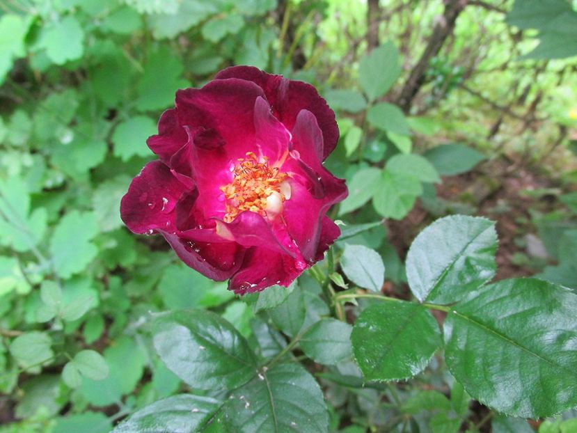 10 iunie 2016 Route 66 - 2016 - My messy garden