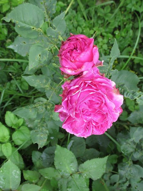 10 iunie 2016 Sachsengruss - 2016 - My messy garden
