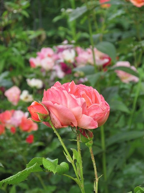 10 iunie 2016 Summer Song - 2016 - My messy garden