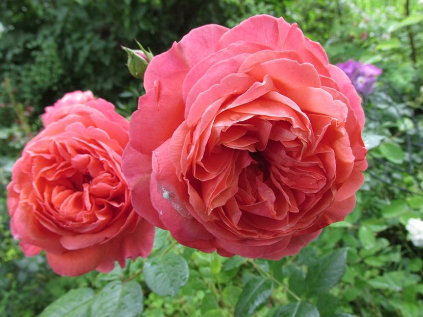 10 iunie 2016 Summer Song1 - 2016 - My messy garden
