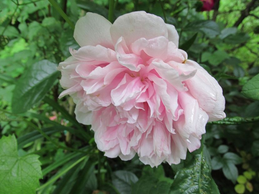 10 iunie 2016 primit in loc de Billet Doux - 2016 - My messy garden