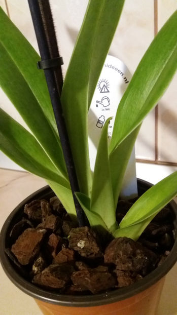 februarie 2017 (1) - mov rotund