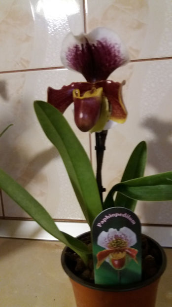 februarie 2017 (2) - mov rotund