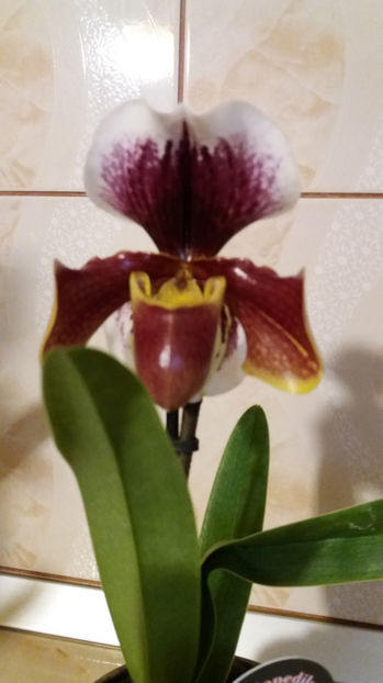 februarie 2017 (3) - mov rotund