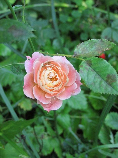 3 iulie 2016 Briosa - 2016 - My messy garden