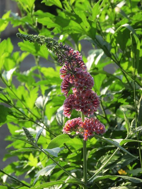 3 iulie 2016 Buddleja Flower Power - 2016 - My messy garden