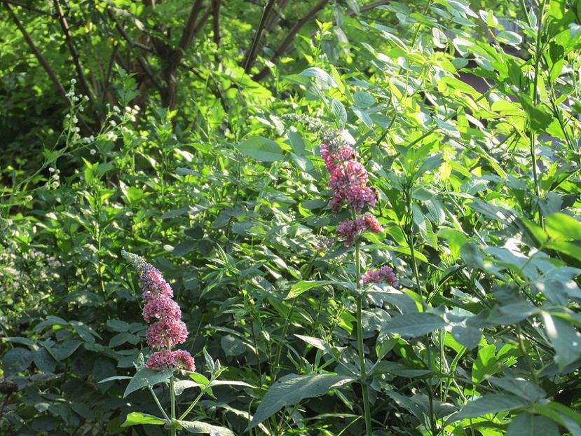 3 iulie 2016 Buddleja Flower Power2 - 2016 - My messy garden