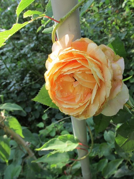 3 iulie 2016 Caramel Antike - 2016 - My messy garden