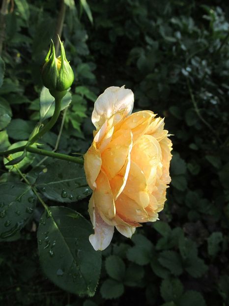 3 iulie 2016 Caramel Antike1 - 2016 - My messy garden