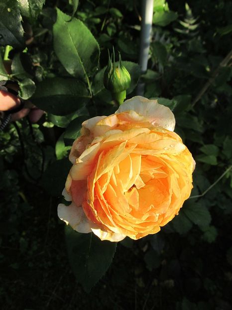 3 iulie 2016 Caramel Antike2 - 2016 - My messy garden