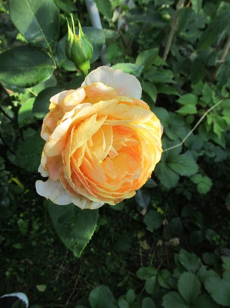 3 iulie 2016 Caramel Antike3 - 2016 - My messy garden