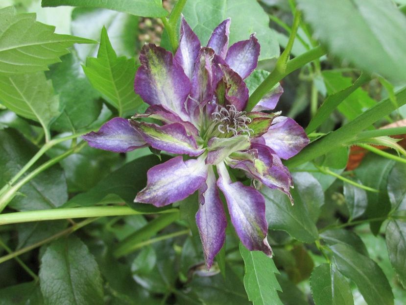 19 august 2016 clematis Venosa Violacea - floare ciudata - 2016 - My messy garden