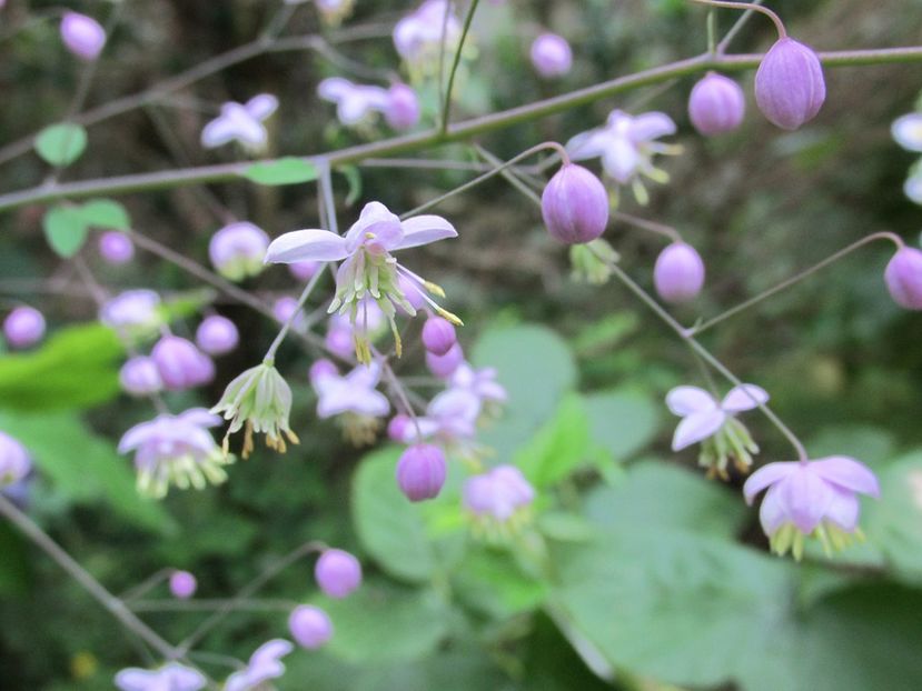19 august 2016 Thalictrum 2 - 2016 - My messy garden