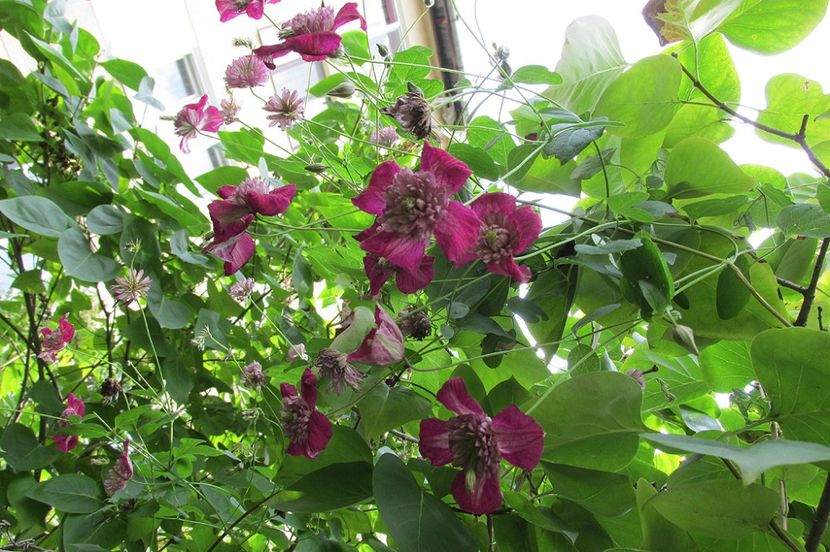 23 august 2016 clematita Avantgarde - 2016 - My messy garden