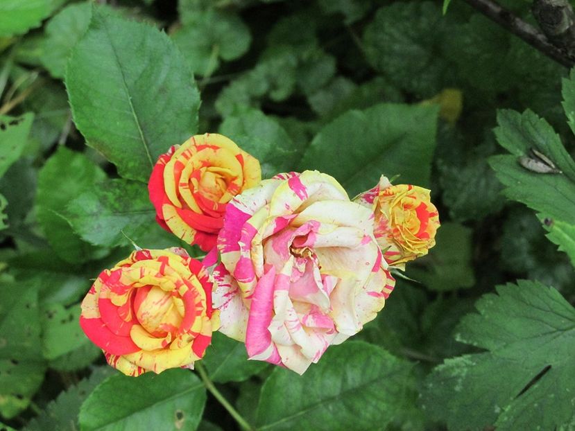 23 august 2016 Dimov mini nr 13 - 2016 - My messy garden