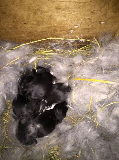 Un cuib valoros - Cuib din 7 martie 17