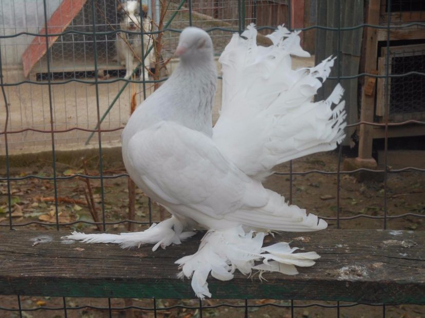 m 2015 - 07 -- Rostow argintiu