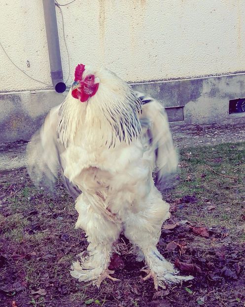 IMG-20170304-WA0016 - Martie bhd