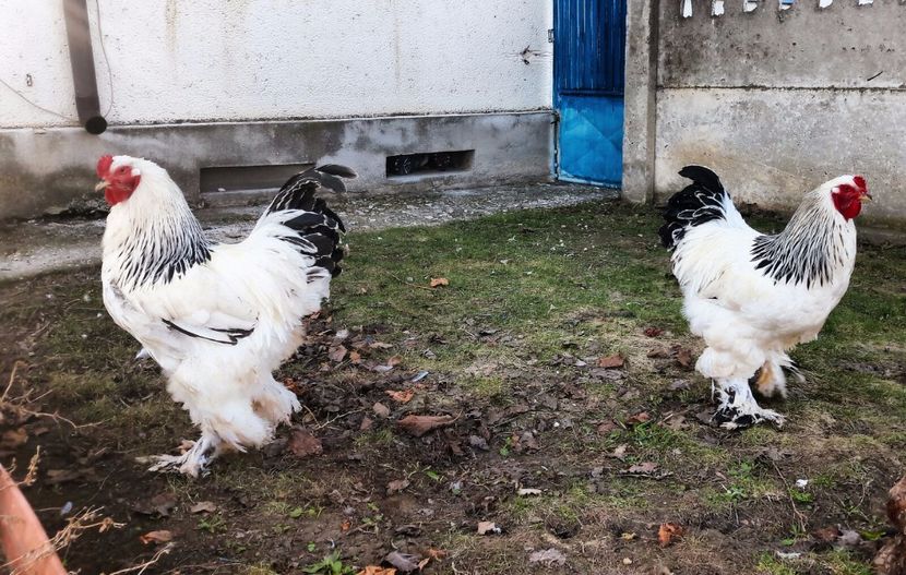 IMG-20170304-WA0012 - Martie bhd