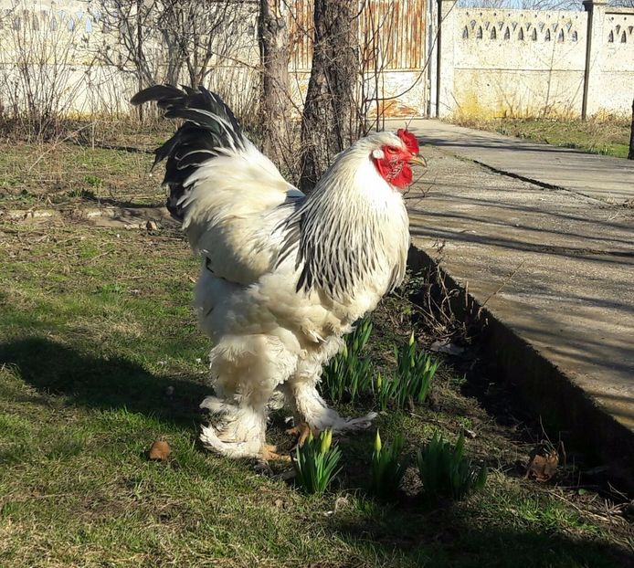 IMG-20170304-WA0014 - Martie bhd