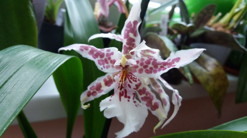 martie 2017 (1) - beallara